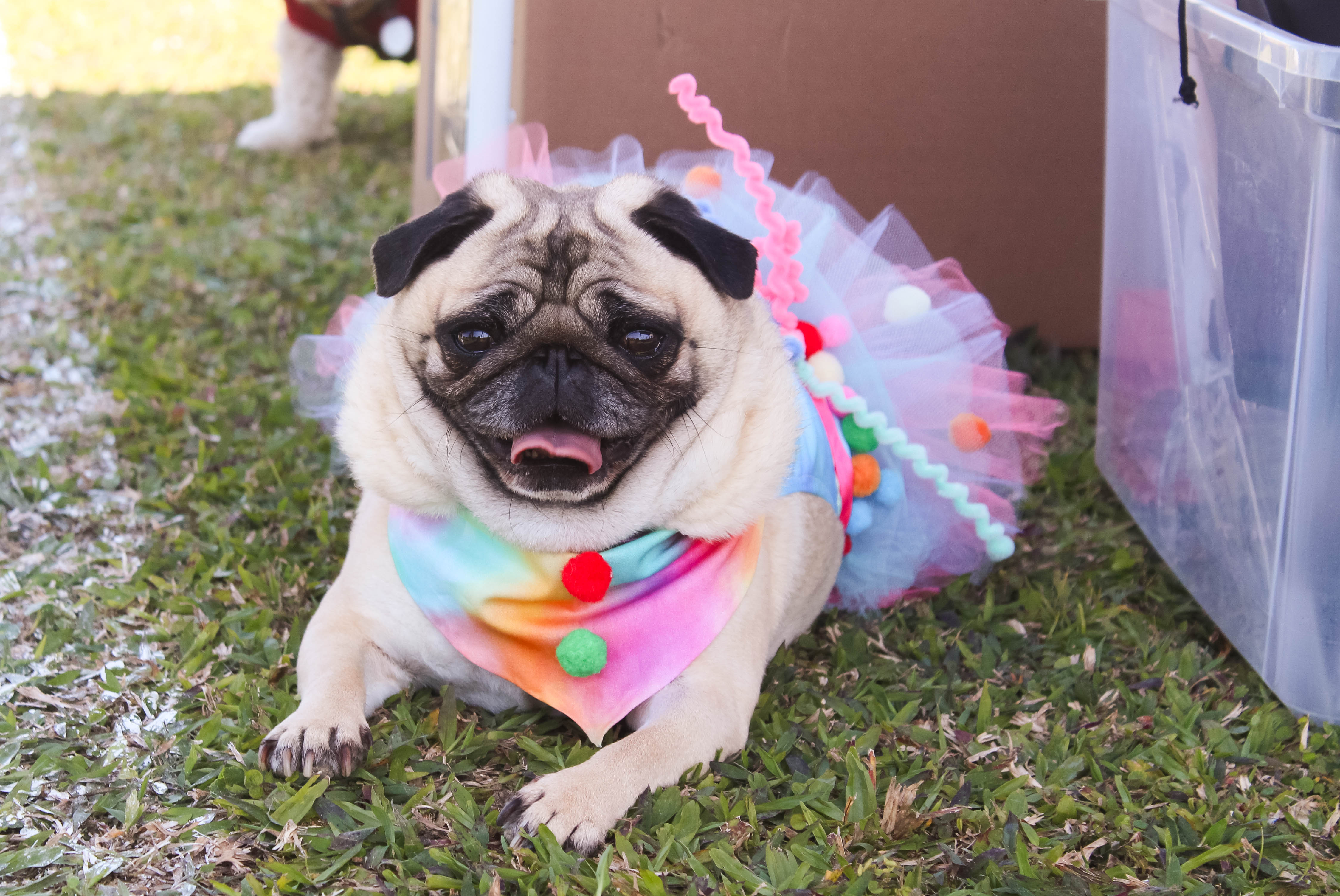 Foto do Pugnic 2025