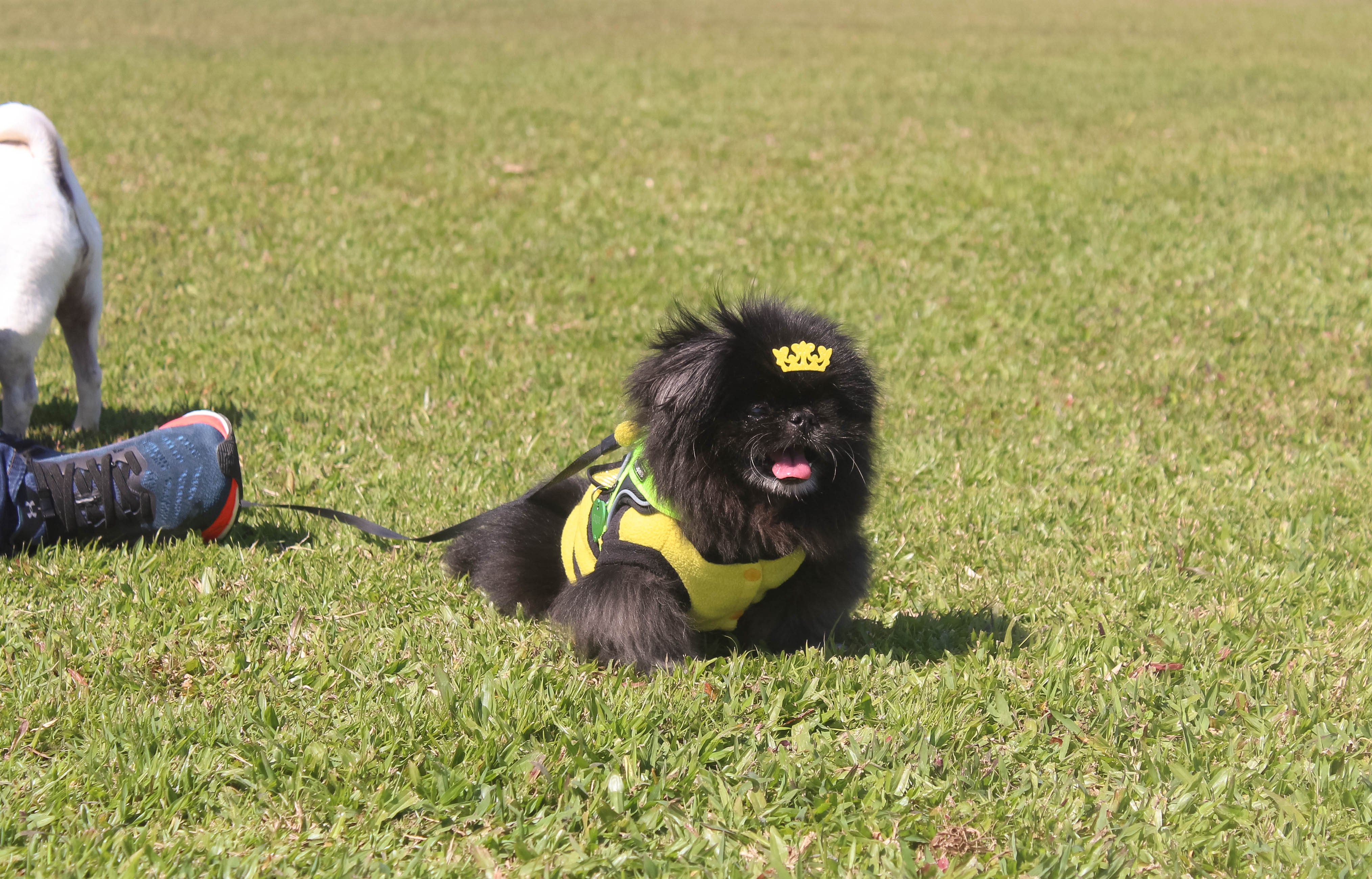 Foto do Pugnic 2025