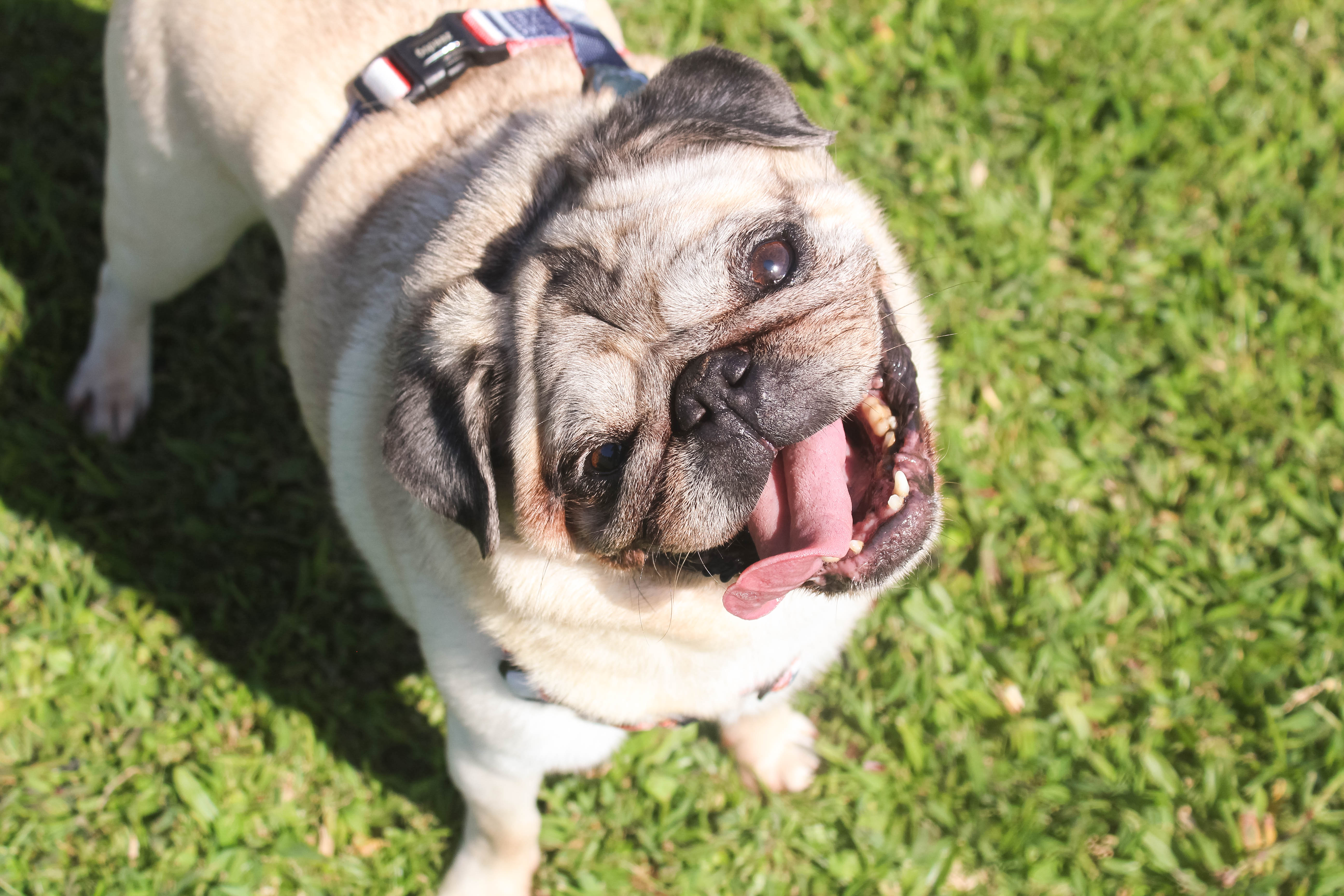 Foto do Pugnic 2025