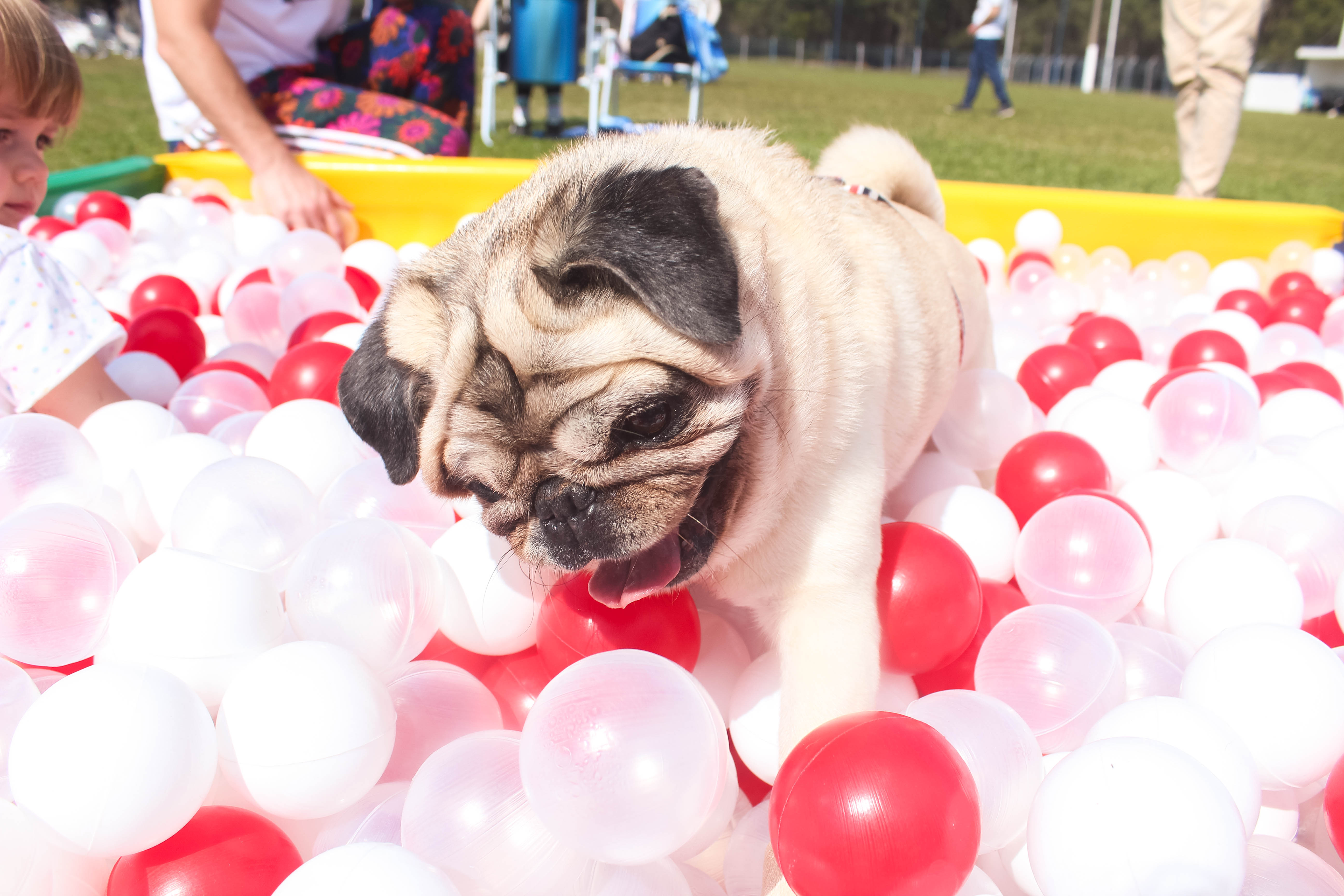 Foto do Pugnic 2025