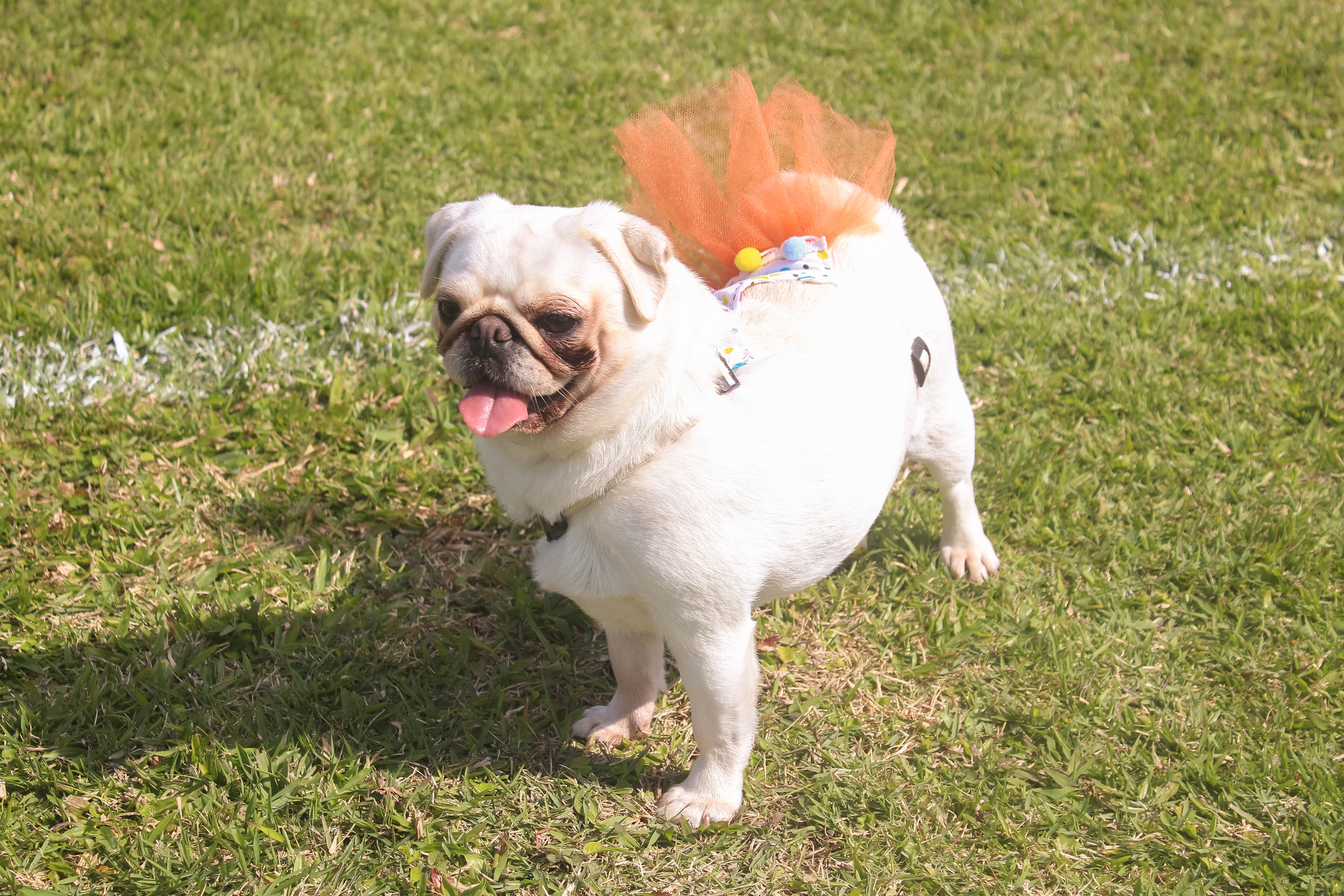 Foto do Pugnic 2025