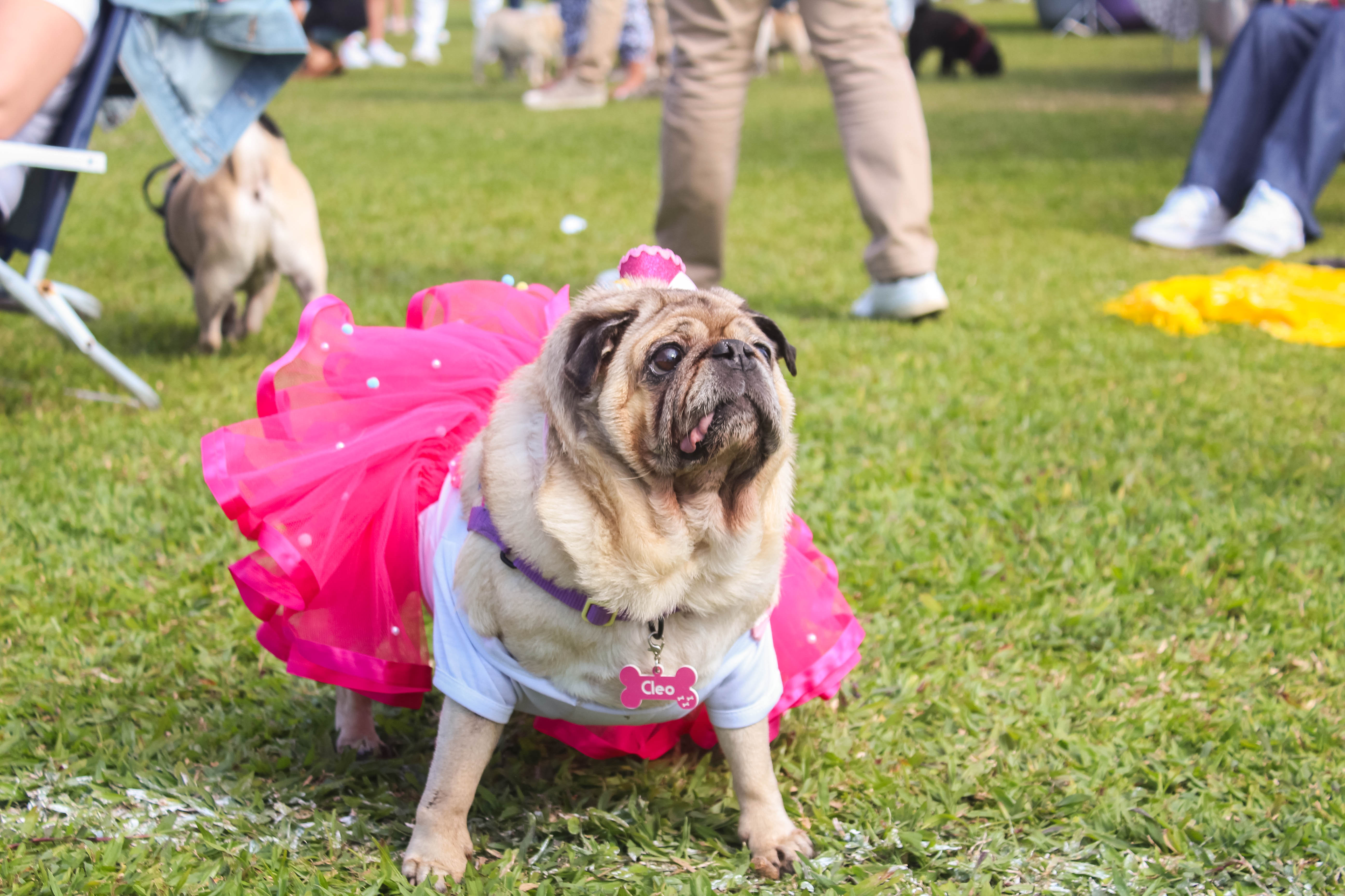 Foto do Pugnic 2025