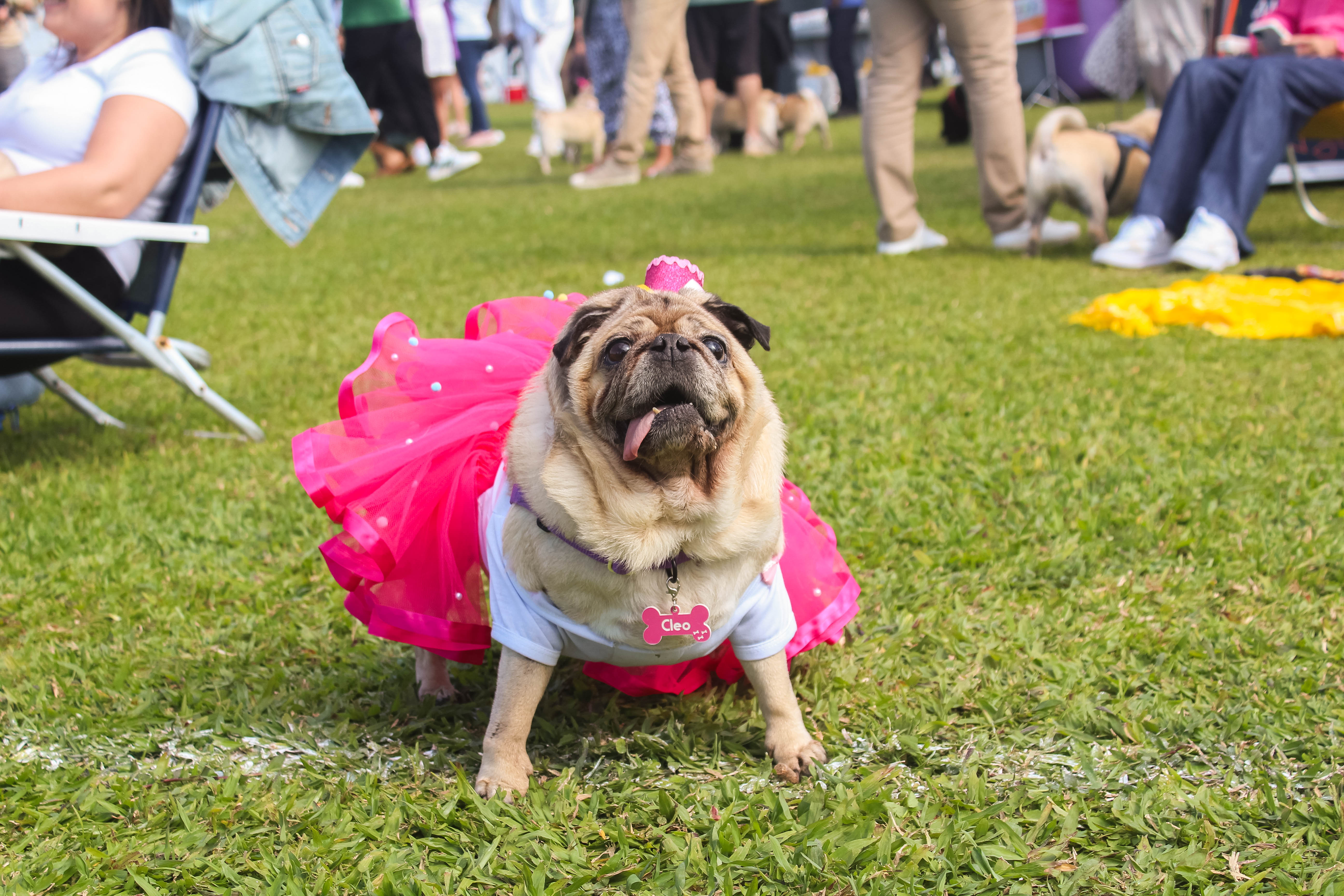 Foto do Pugnic 2025