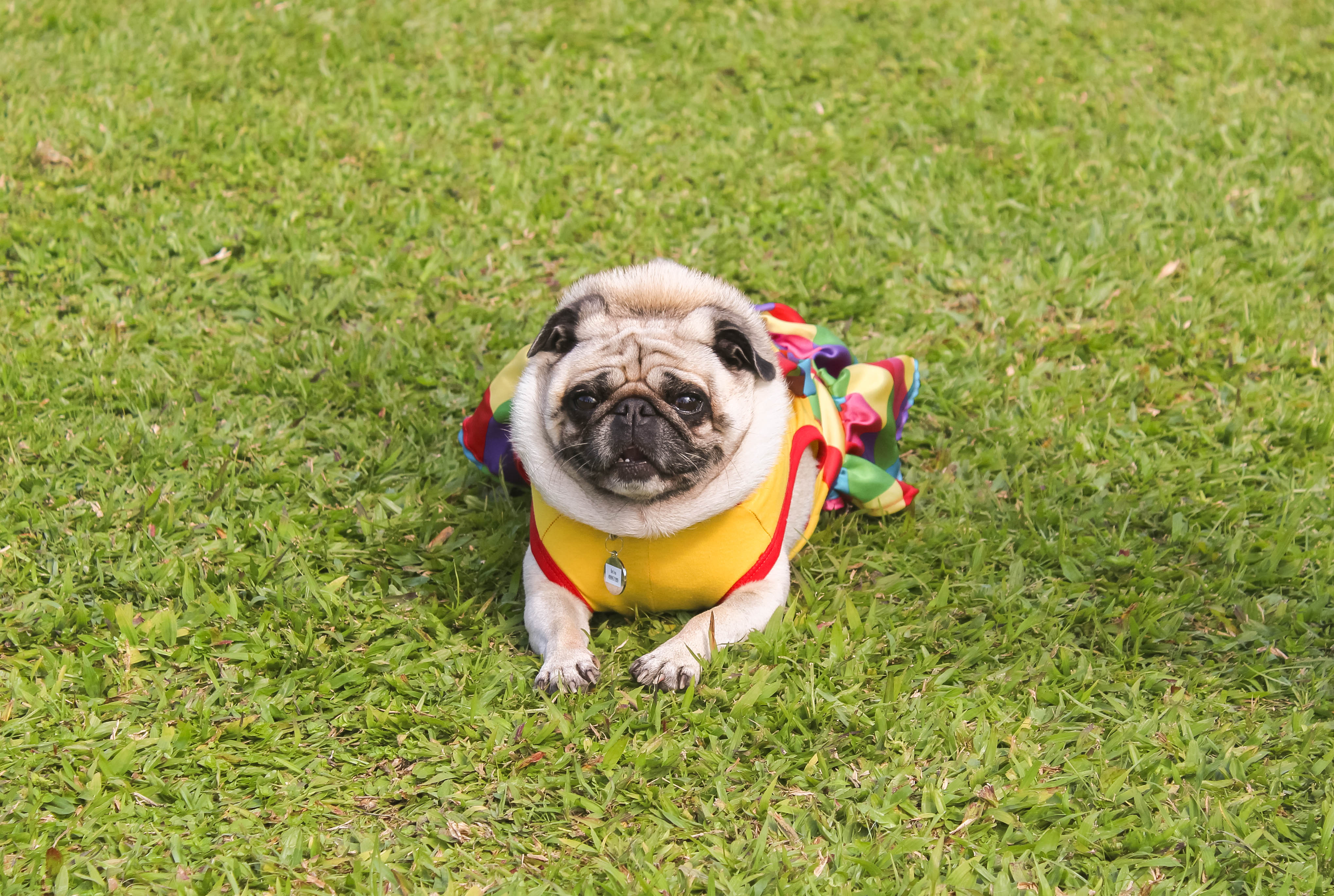 Foto do Pugnic 2025