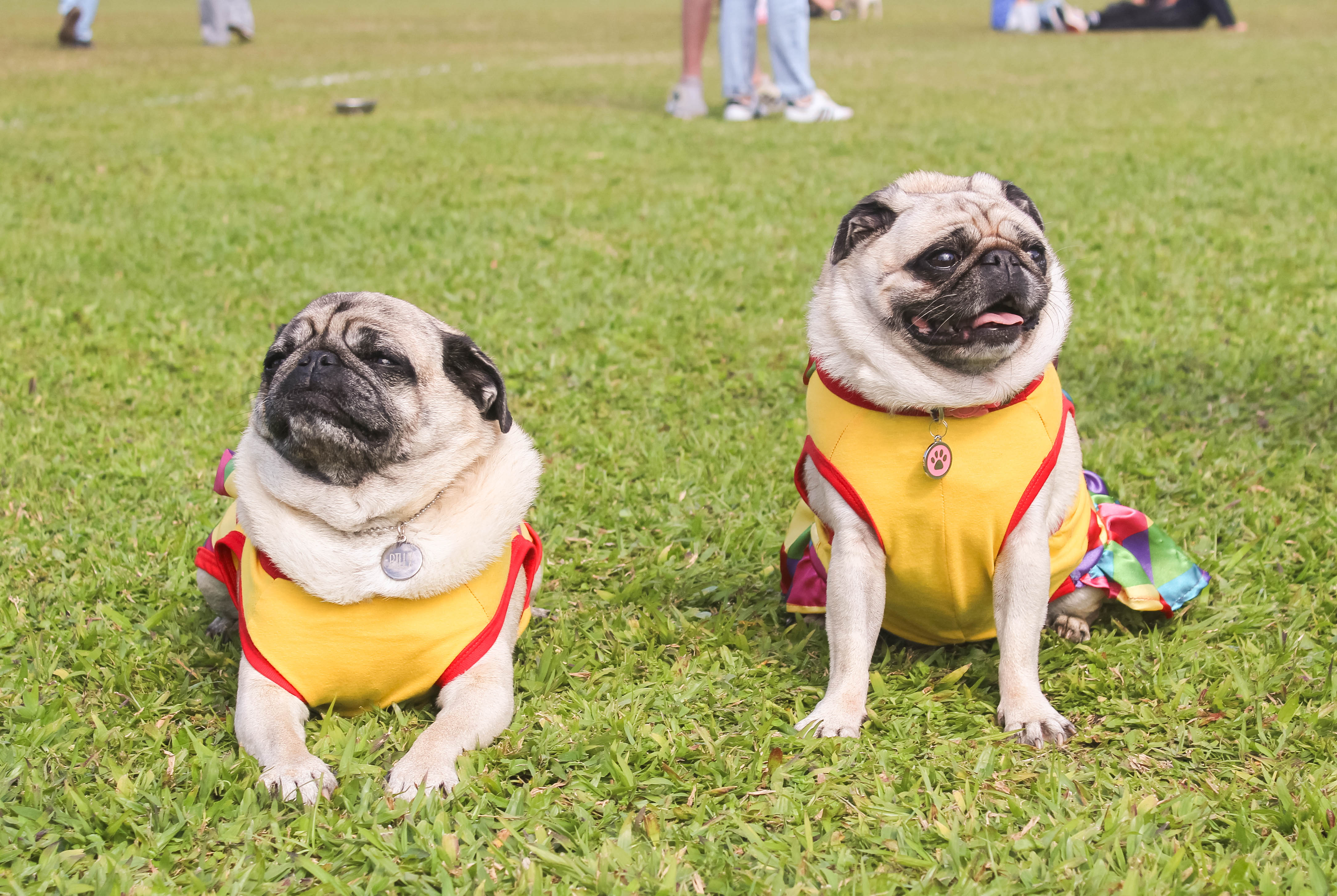 Foto do Pugnic 2025