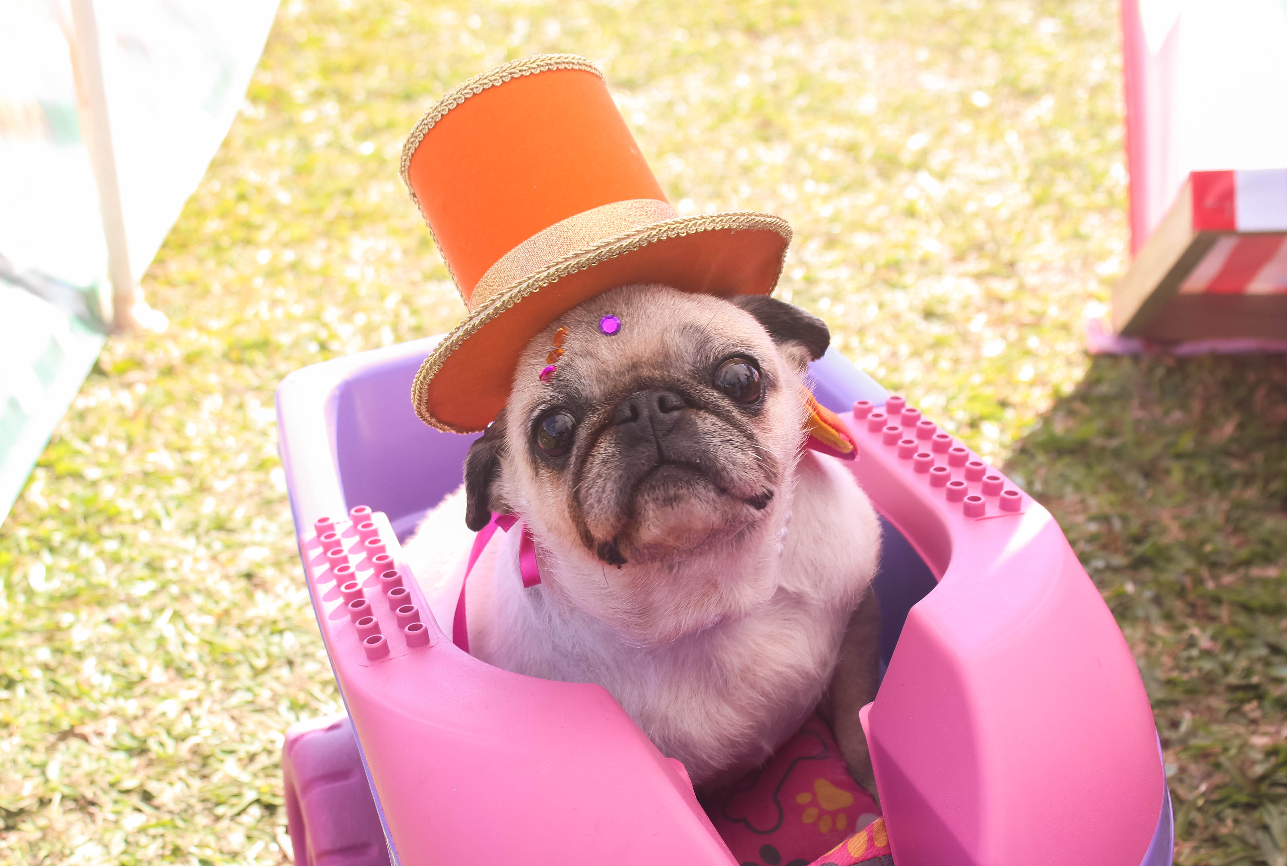 Foto do Pugnic 2025